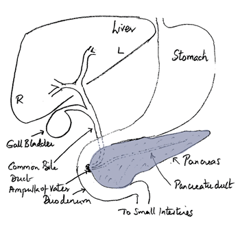 Schematic  diagram of the liver, gallbladder and bile ducts - showing the location of the  pancreas. 